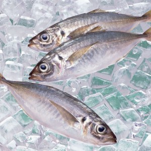 Fagyasztott ló makréla