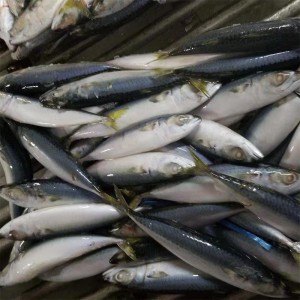 Fagyasztott makréla egészben