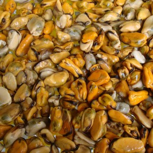 Fagyasztott főtt kagylóhús