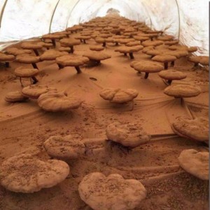 Természetes linzhi kivonatú ganoderma lucidum spóra egészségügyi kiegészítő