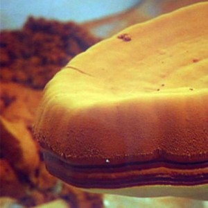 Ganoderma spórák