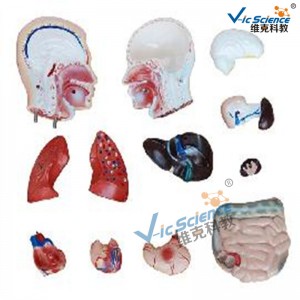 42 cm-es férfi felsőtest-modell 13 alkatrész orvosi oktatási modell