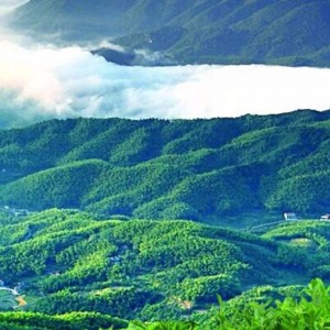 E állítja a bailiang tea hunan anhua fekete tea egészségügyi teát