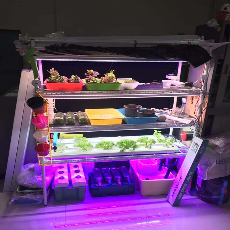 G1 Növekedési Fények