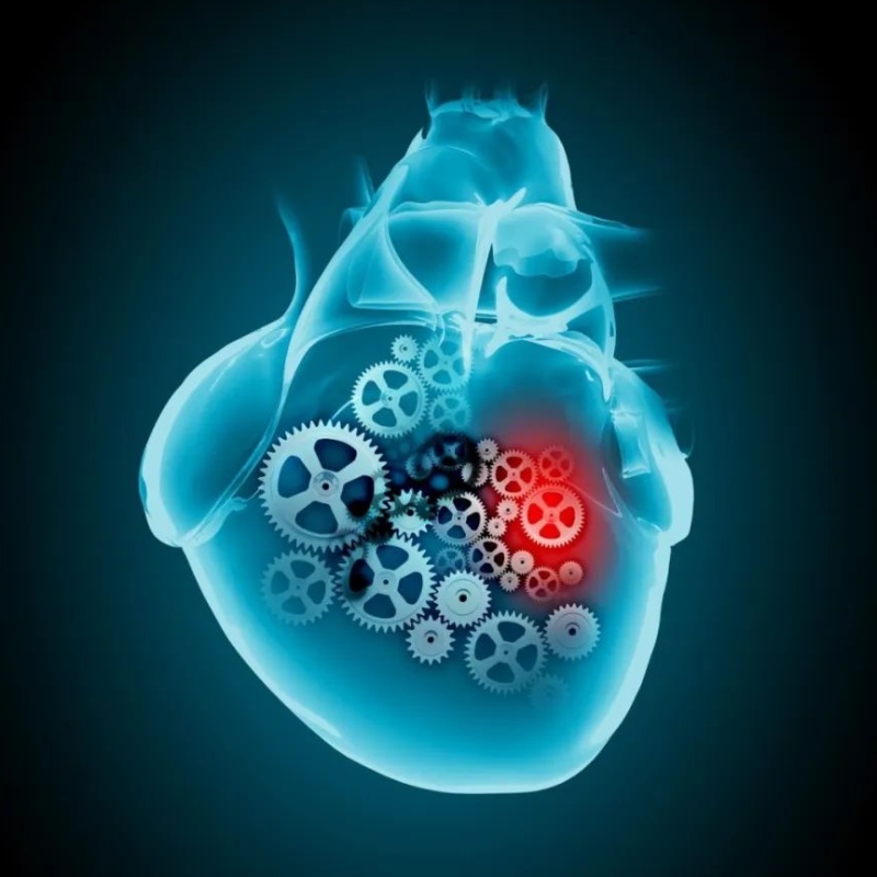 A NAD+kutatási előrehaladása a szív- és érrendszeri betegségek kezelésében
