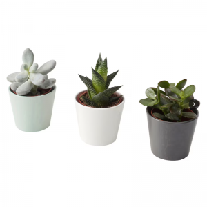 Mesterséges zamatosnövények