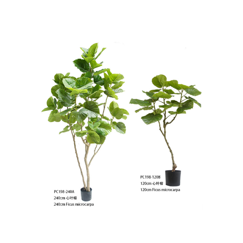 Ficus microcarpa